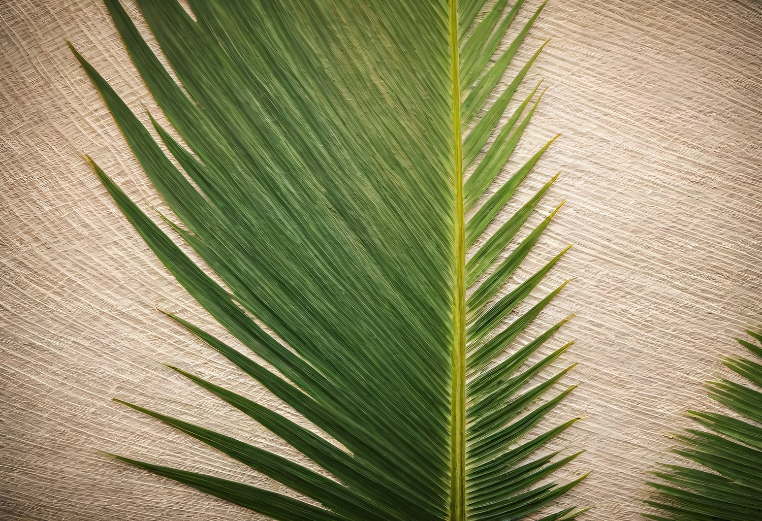 Close-up of a green palm leaf resting on a textured background