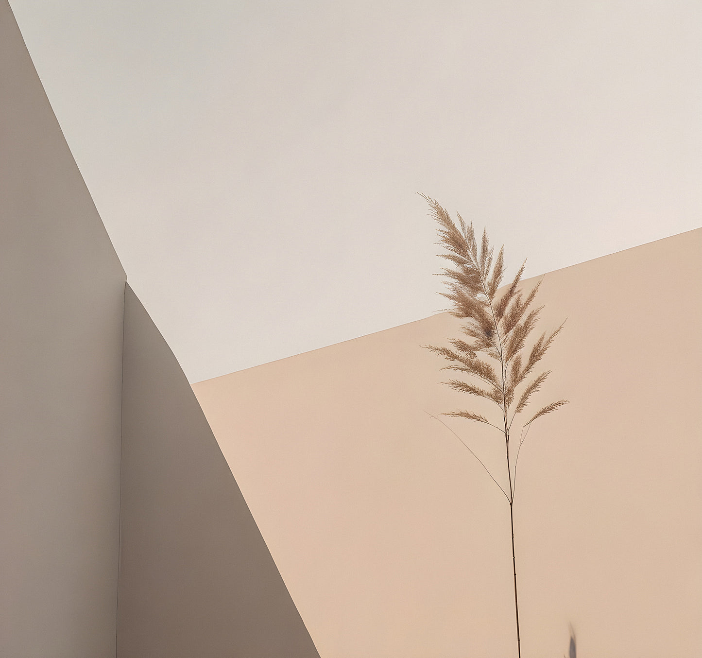 Minimalist interior design featuring a single dried plant against a contrasting beige wall during the soft light of day