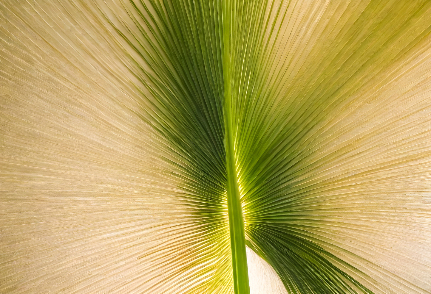 Close-up of a green palm frond backlit by sunlight showcasing intricate leaf patterns in a natural setting