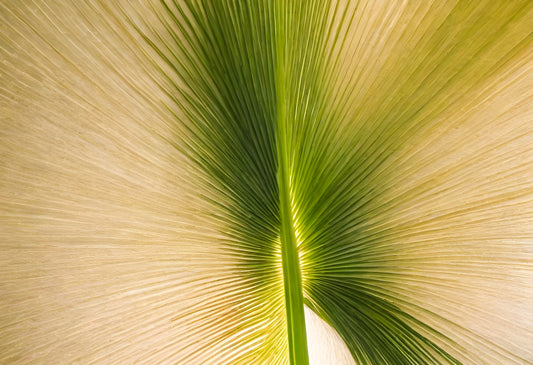 Close-up of a green palm frond backlit by sunlight showcasing intricate leaf patterns in a natural setting