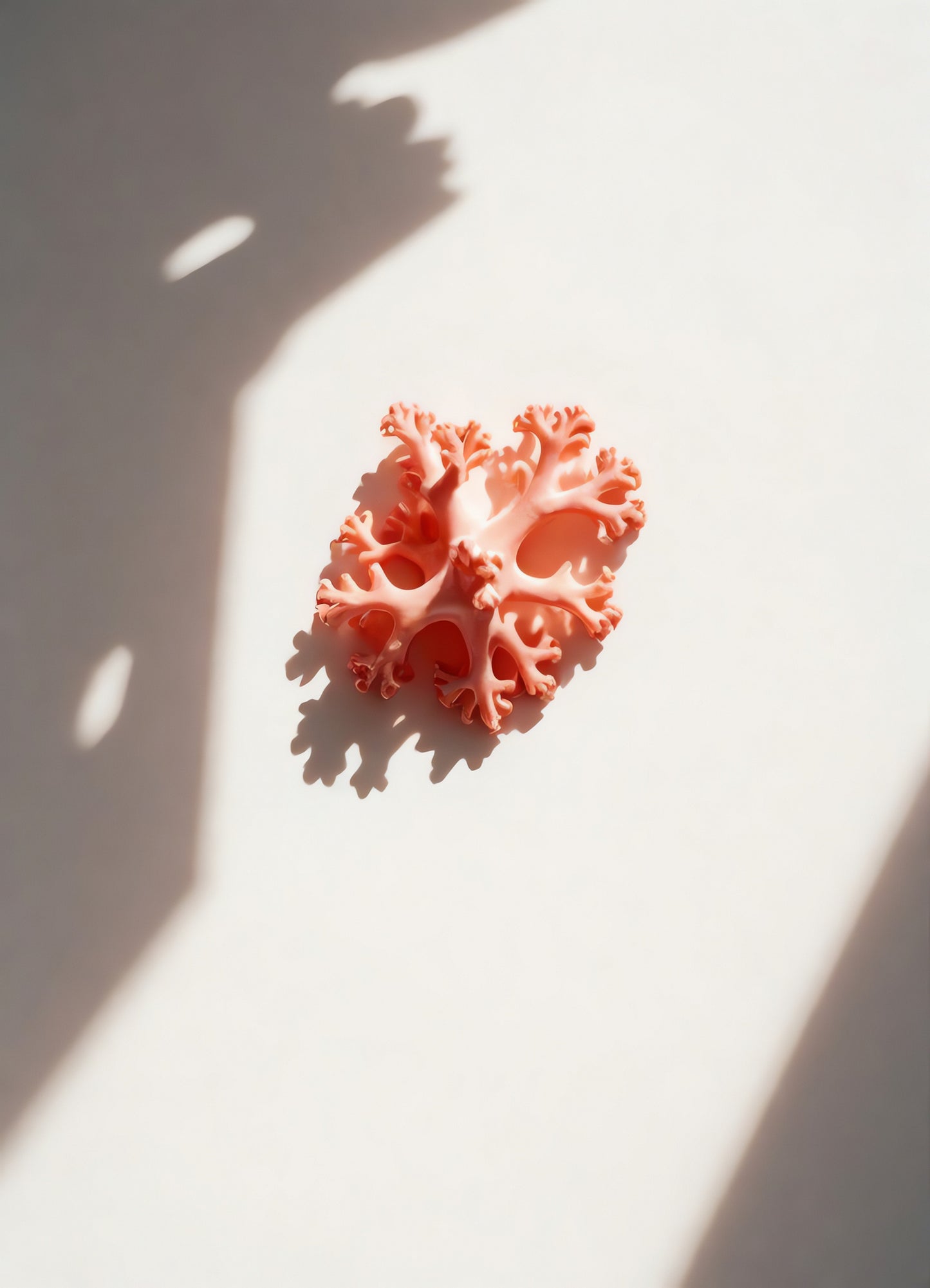 A coral-shaped object casting intricate shadows on a light-colored surface in natural sunlight during the afternoon